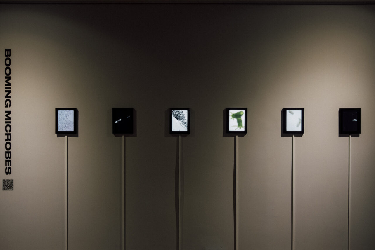 Booming Microbes video and sound installation with custom sonification software, 2022
