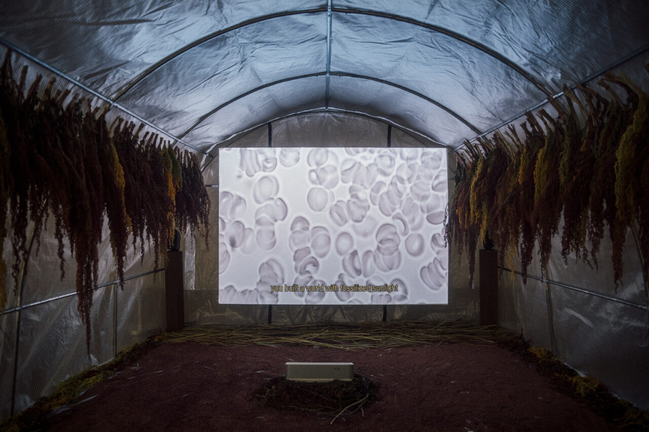 Video screened inside the djulis greenhouse, 3000 Years Among Microbes