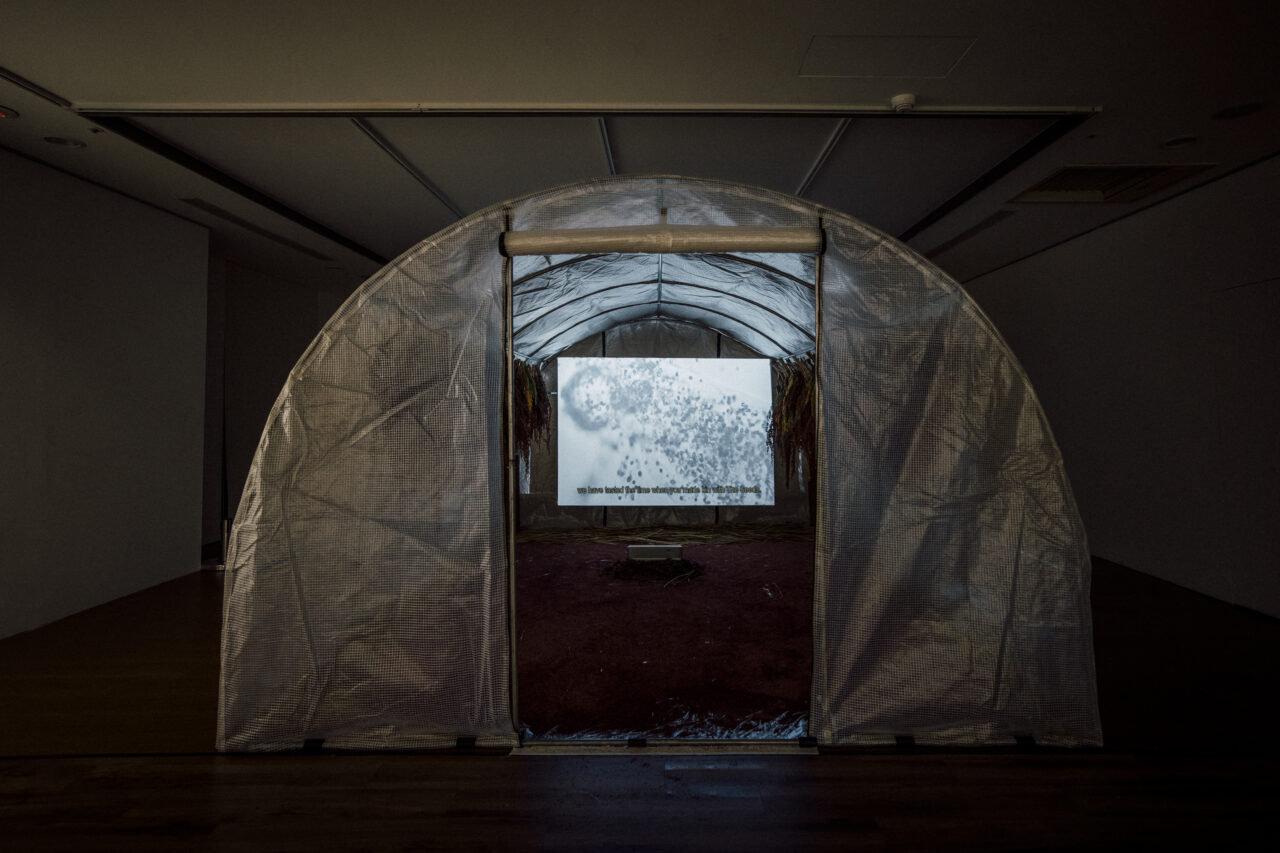 Djulis greenhouse video installation, 2022